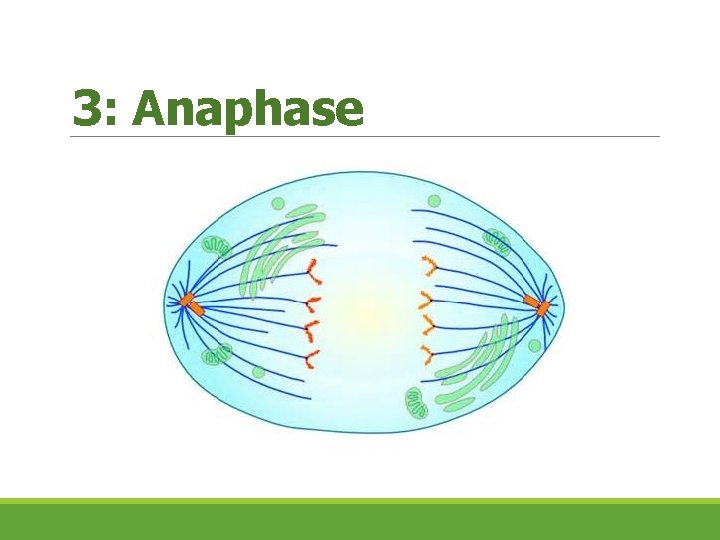 3: Anaphase  3: Anaphase