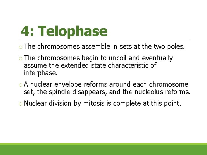 4: Telophase o The chromosomes assemble in sets at the two poles. o The