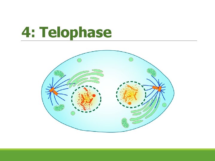 4: Telophase 