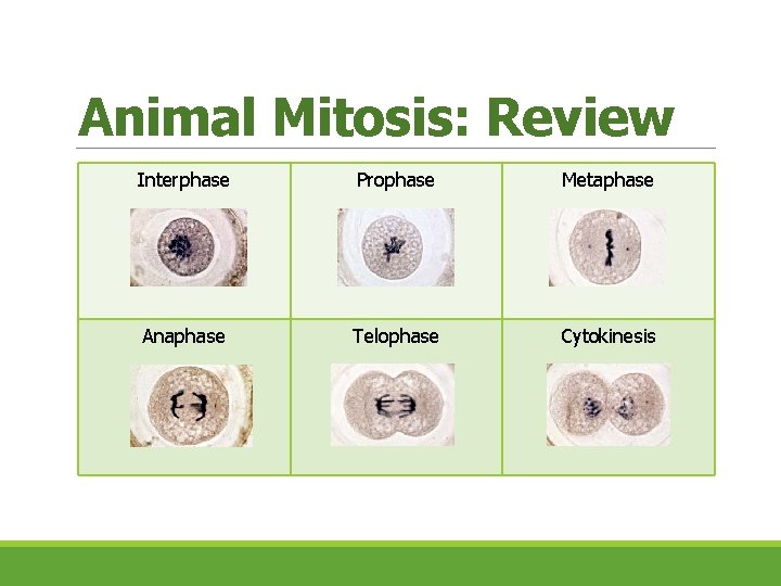 Animal Mitosis: Review Interphase Prophase Metaphase Anaphase Telophase Cytokinesis 