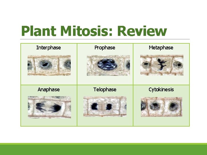 Plant Mitosis: Review Interphase Prophase Metaphase Anaphase Telophase Cytokinesis  Plant Mitosis: Review Interphase Prophase Metaphase Anaphase Telophase Cytokinesis