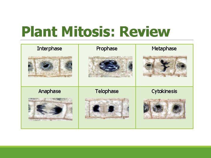 Plant Mitosis: Review Interphase Prophase Metaphase Anaphase Telophase Cytokinesis 