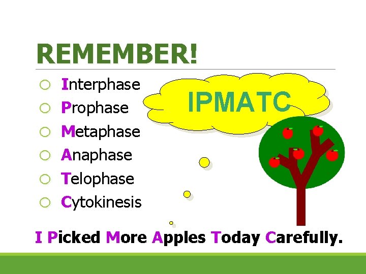 REMEMBER! o o o Interphase Prophase Metaphase Anaphase Telophase Cytokinesis IPMATC I Picked More