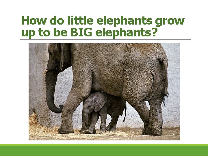 How do little elephants grow up to be BIG elephants? 