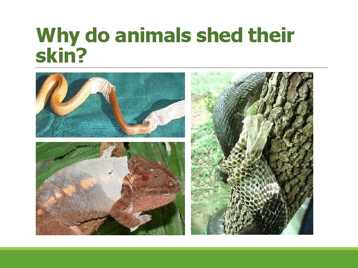 Why do animals shed their skin? 