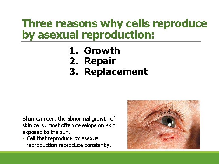 Three reasons why cells reproduce by asexual reproduction: 1. Growth 2. Repair 3. Replacement