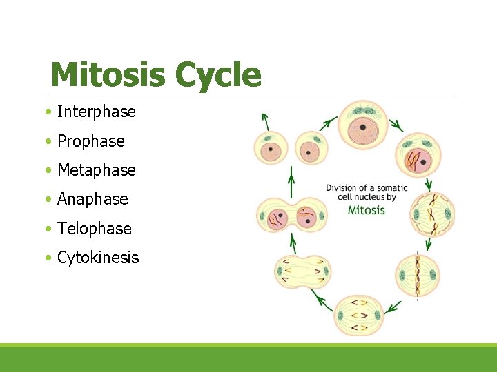 Mitosis Cycle • Interphase • Prophase • Metaphase • Anaphase • Telophase • Cytokinesis