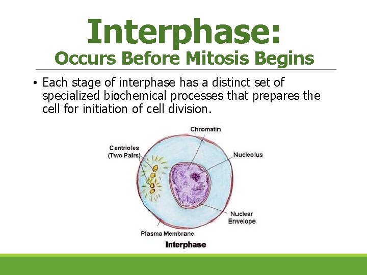 Interphase: Occurs Before Mitosis Begins • Each stage of interphase has a distinct set