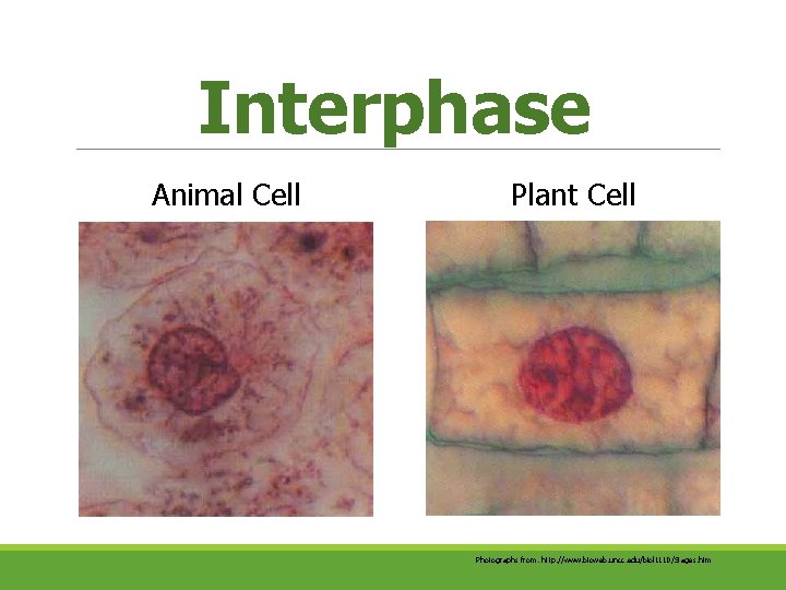 Interphase Animal Cell Plant Cell Photographs from: http: //www. bioweb. uncc. edu/biol 1110/Stages. htm