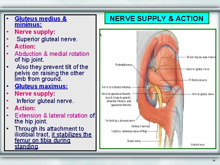  • Gluteus medius & minimus: • Nerve supply: • Superior gluteal nerve. •