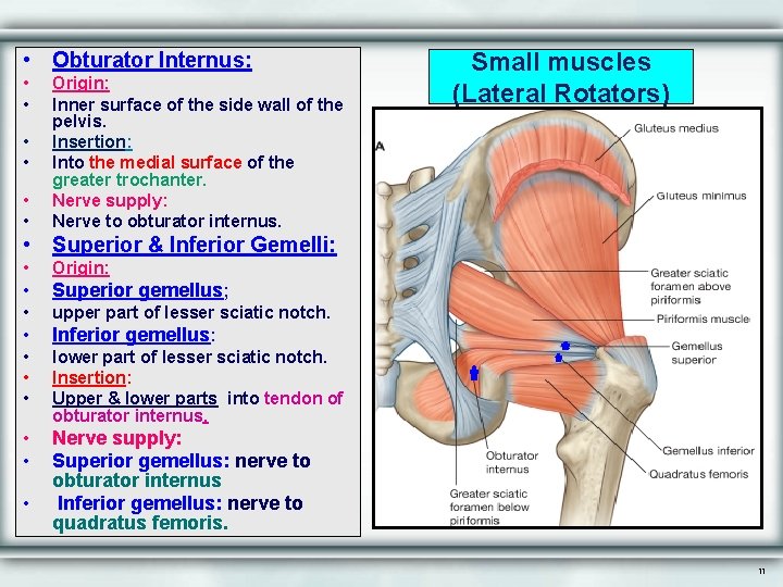  • Obturator Internus: • • • Origin: Inner surface of the side wall