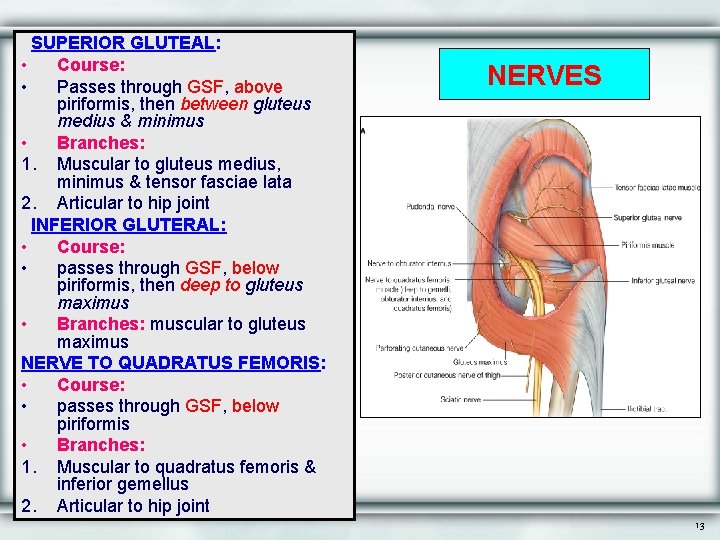 SUPERIOR GLUTEAL: • Course: • Passes through GSF, above piriformis, then between gluteus medius