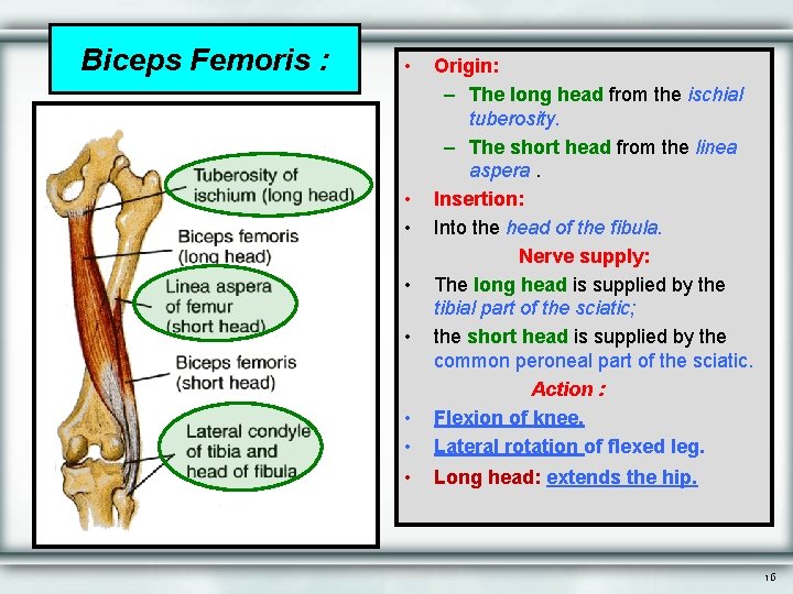 Biceps Femoris : • • • Origin: – The long head from the ischial