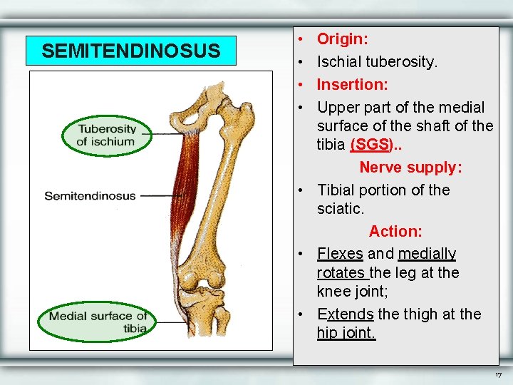 SEMITENDINOSUS • • Origin: Ischial tuberosity. Insertion: Upper part of the medial surface of