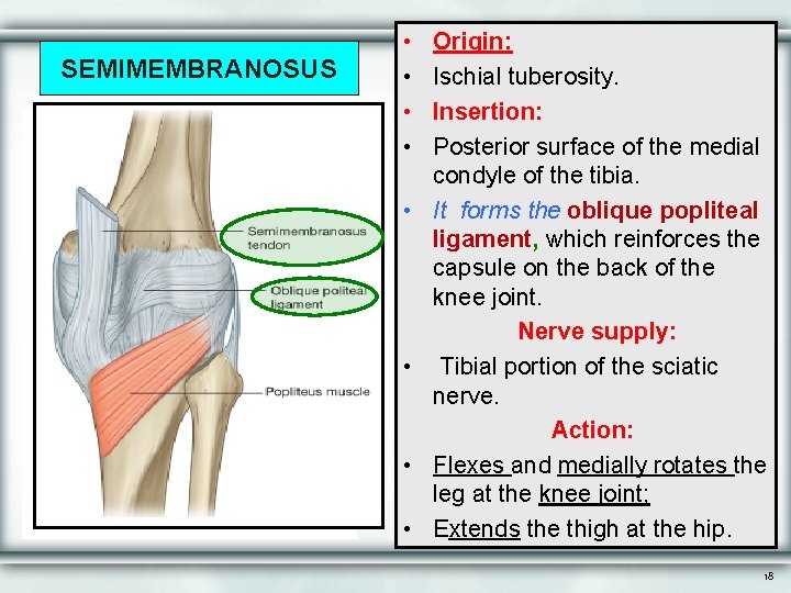 SEMIMEMBRANOSUS • • Origin: Ischial tuberosity. Insertion: Posterior surface of the medial condyle of