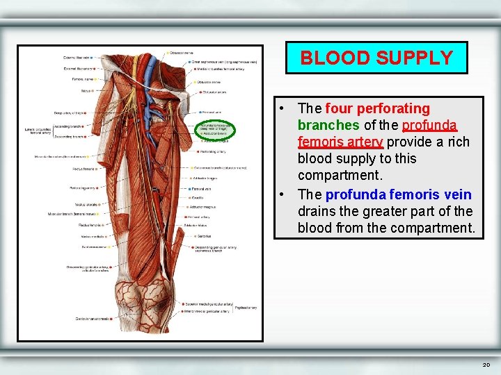 BLOOD SUPPLY • The four perforating branches of the profunda femoris artery provide a