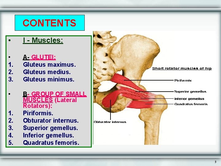 CONTENTS • I - Muscles: • 1. 2. 3. A- GLUTEI: Gluteus maximus. Gluteus