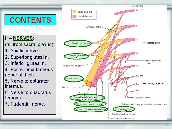 CONTENTS II – NERVES: (all from sacral plexus): 1. Sciatic nerve. 2. Superior gluteal