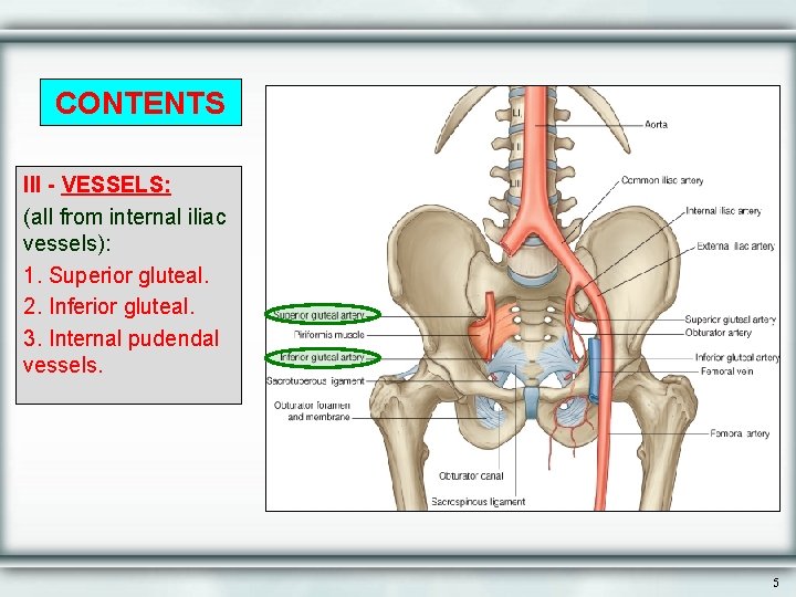 CONTENTS III - VESSELS: (all from internal iliac vessels): 1. Superior gluteal. 2. Inferior