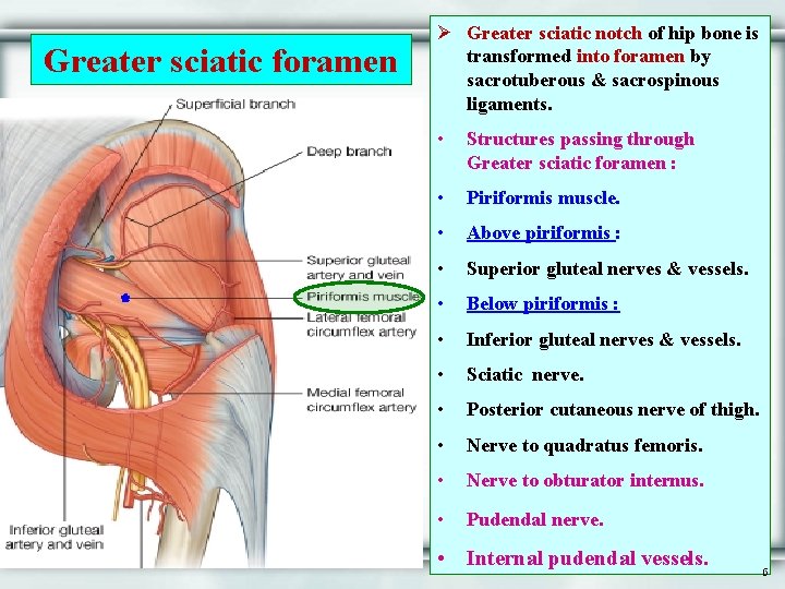 Greater sciatic foramen Ø Greater sciatic notch of hip bone is transformed into foramen