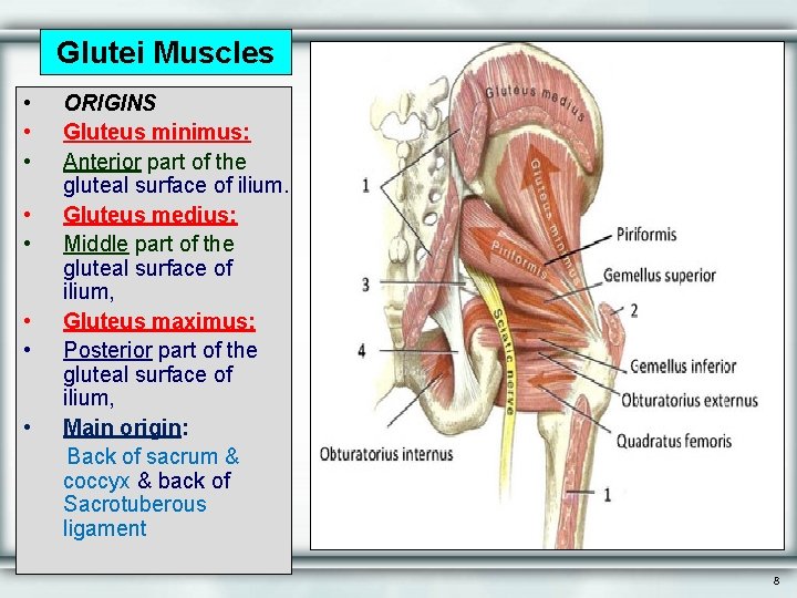 Glutei Muscles • • ORIGINS Gluteus minimus: Anterior part of the gluteal surface of