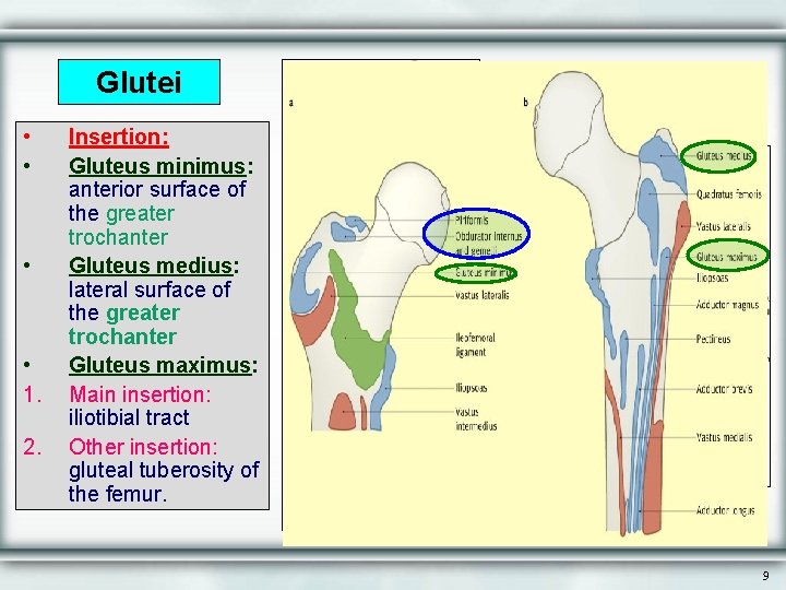 Glutei • • 1. 2. Insertion: Gluteus minimus: anterior surface of the greater trochanter