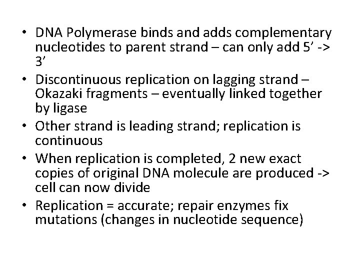  • DNA Polymerase binds and adds complementary nucleotides to parent strand – can