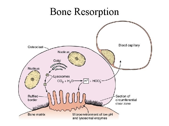Bone Resorption 