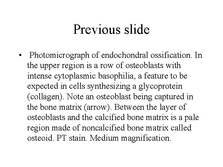 Previous slide • Photomicrograph of endochondral ossification. In the upper region is a row