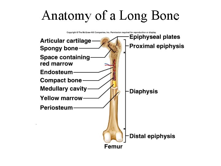 Anatomy of a Long Bone 