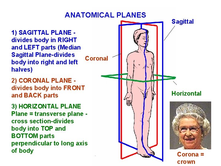 ANATOMICAL PLANES Sagittal 1) SAGITTAL PLANE divides body in RIGHT and LEFT parts (Median