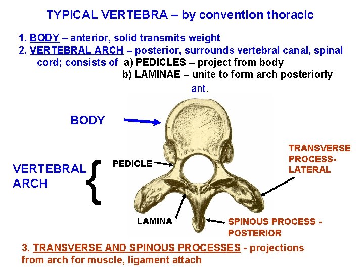 TYPICAL VERTEBRA – by convention thoracic 1. BODY – anterior, solid transmits weight 2.