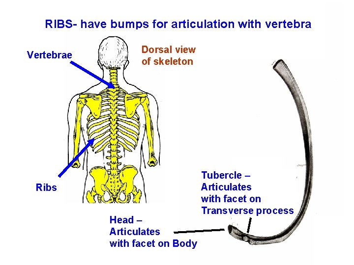 RIBS- have bumps for articulation with vertebra Vertebrae Dorsal view of skeleton Ribs Head