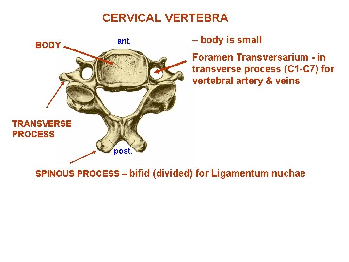 CERVICAL VERTEBRA BODY ant. – body is small Foramen Transversarium - in transverse process