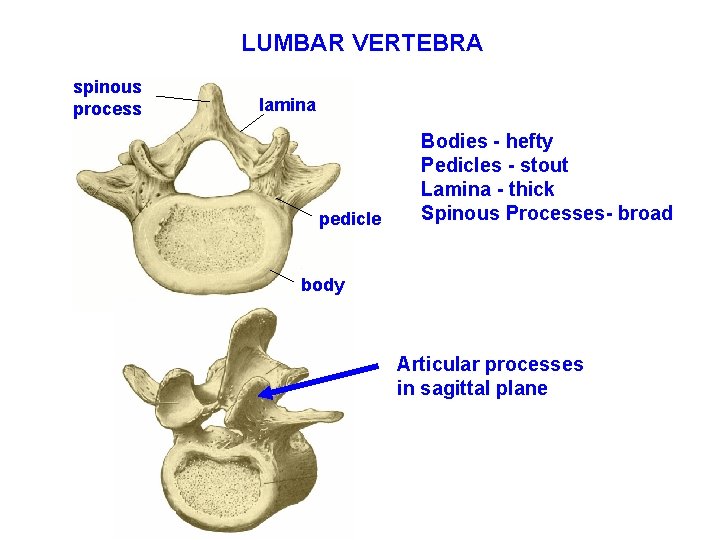 LUMBAR VERTEBRA spinous process lamina pedicle Bodies - hefty Pedicles - stout Lamina -