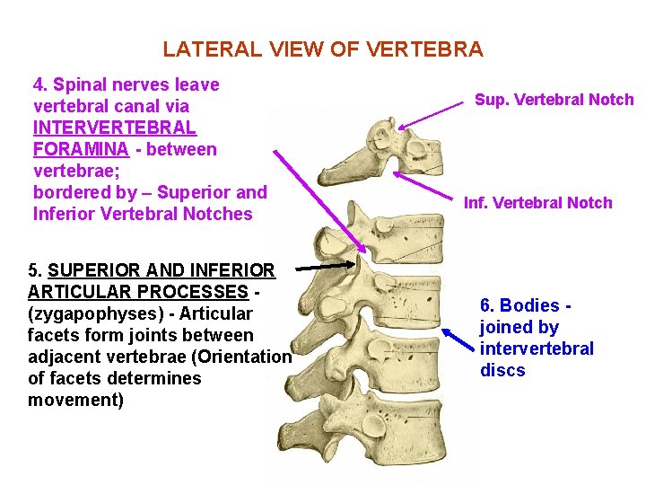 LATERAL VIEW OF VERTEBRA 4. Spinal nerves leave vertebral canal via INTERVERTEBRAL FORAMINA -