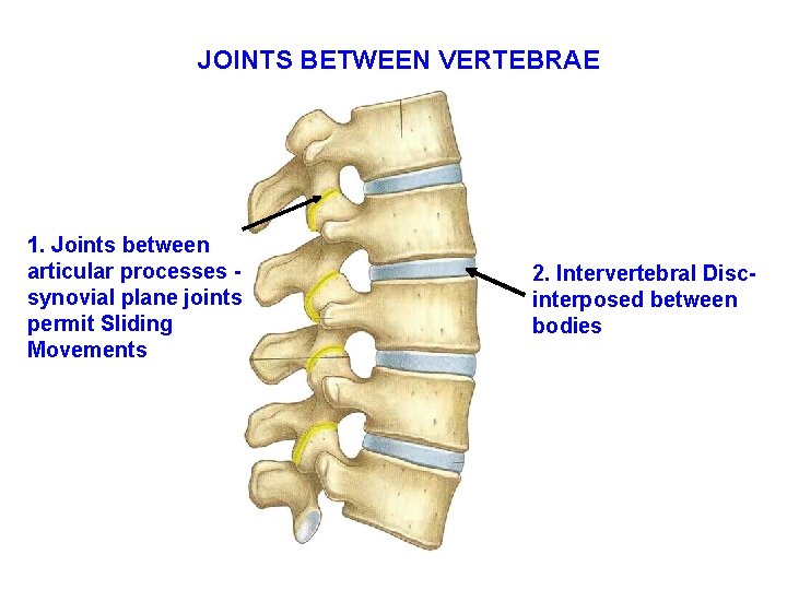 JOINTS BETWEEN VERTEBRAE 1. Joints between articular processes synovial plane joints permit Sliding Movements