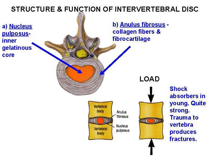 STRUCTURE & FUNCTION OF INTERVERTEBRAL DISC a) Nucleus pulposusinner gelatinous core b) Anulus fibrosus