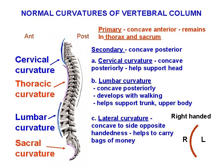 NORMAL CURVATURES OF VERTEBRAL COLUMN Ant Post Primary - concave anterior - remains In