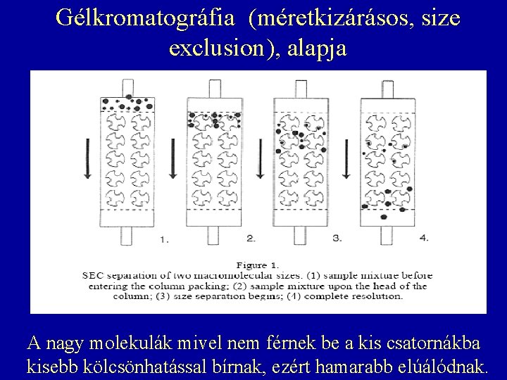 Gélkromatográfia (méretkizárásos, size exclusion), alapja A nagy molekulák mivel nem férnek be a kis Gélkromatográfia (méretkizárásos, size exclusion), alapja A nagy molekulák mivel nem férnek be a kis