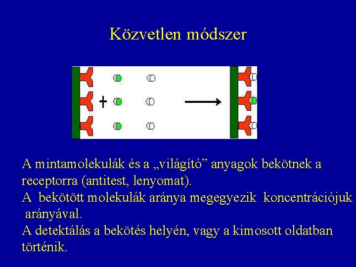 Közvetlen módszer A mintamolekulák és a „világító” anyagok bekötnek a receptorra (antitest, lenyomat). A Közvetlen módszer A mintamolekulák és a „világító” anyagok bekötnek a receptorra (antitest, lenyomat). A