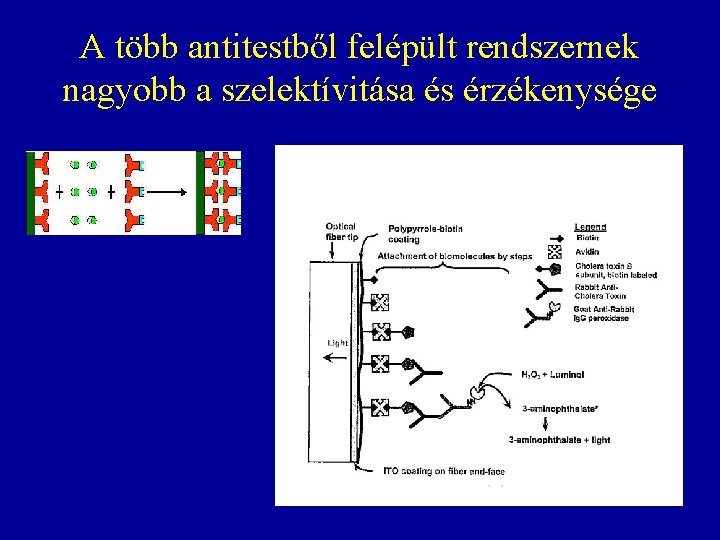 A több antitestből felépült rendszernek nagyobb a szelektívitása és érzékenysége A több antitestből felépült rendszernek nagyobb a szelektívitása és érzékenysége