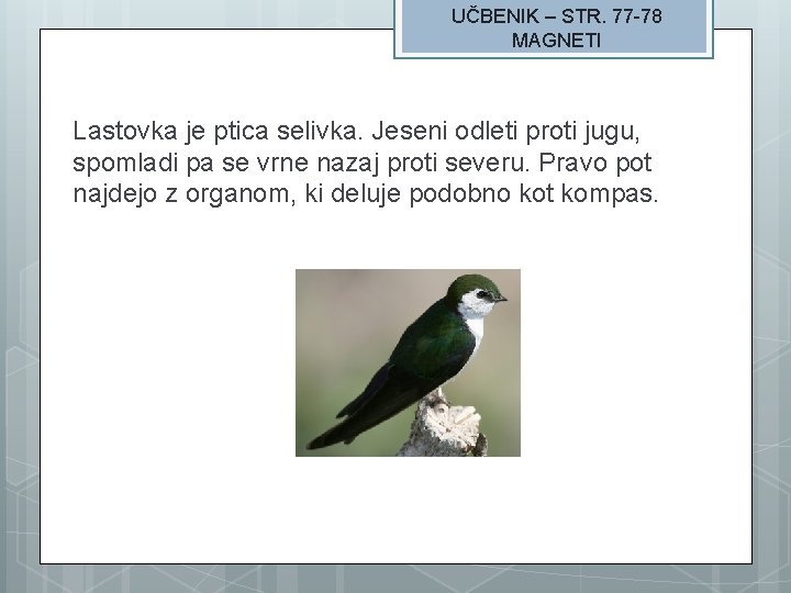 UČBENIK – STR. 77 -78 MAGNETI Lastovka je ptica selivka. Jeseni odleti proti jugu,