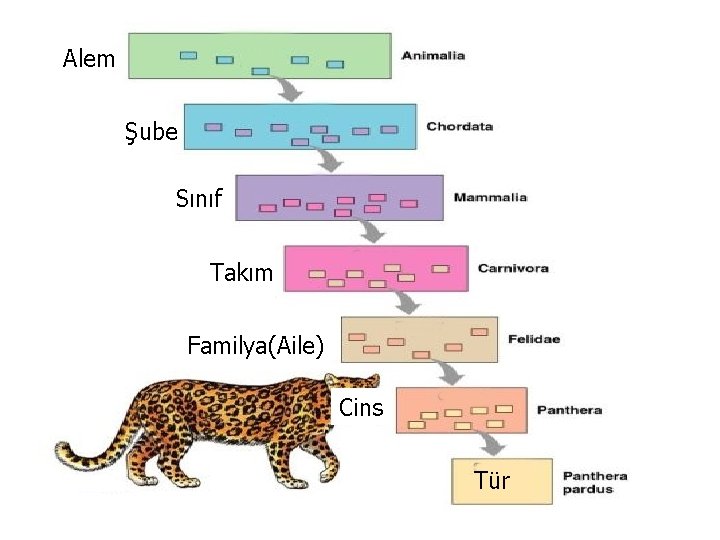 Alem Şube Sınıf Takım Familya(Aile) Cins Tür 