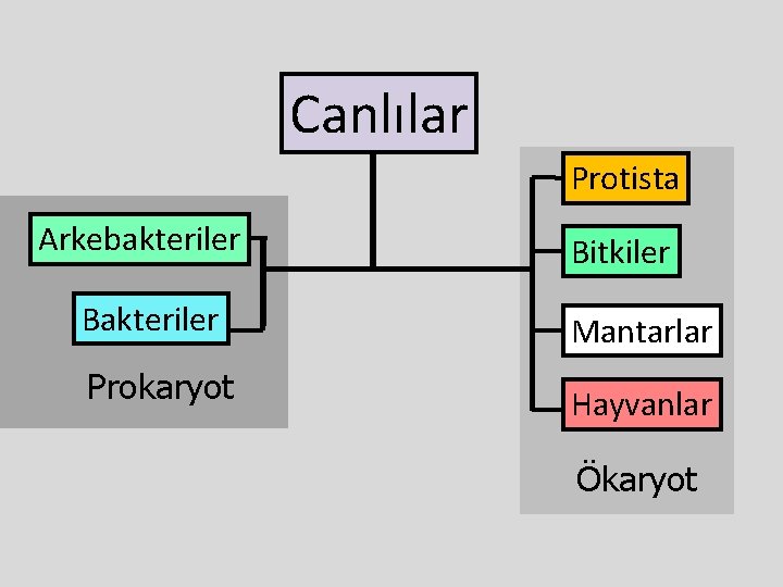 Canlılar Protista Arkebakteriler Bakteriler Prokaryot Bitkiler Mantarlar Hayvanlar Ökaryot 