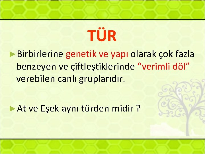 TÜR ►Birbirlerine genetik ve yapı olarak çok fazla benzeyen ve çiftleştiklerinde “verimli döl” verebilen