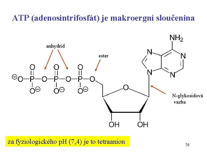 ATP (adenosintrifosfát) je makroergní sloučenina anhydrid ester N-glykosidová vazba za fyziologického p. H (7,