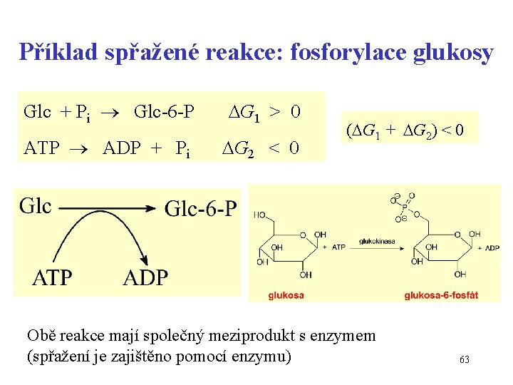 Příklad spřažené reakce: fosforylace glukosy Glc + Pi Glc-6 -P G 1 > 0