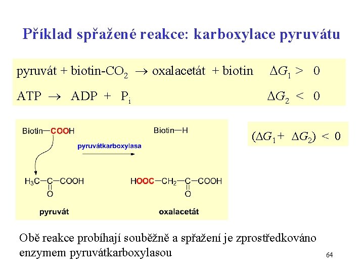 Příklad spřažené reakce: karboxylace pyruvátu pyruvát + biotin-CO 2 oxalacetát + biotin G 1