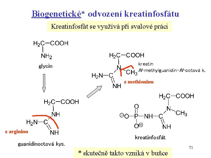 Biogenetické* odvození kreatinfosfátu Kreatinfosfát se využívá při svalové práci glycin kreatin N-methylguanidin-N-octová k. z
